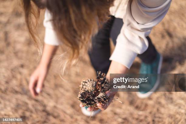 young woman collecting pine cones - kegelvrucht stockfoto's en -beelden