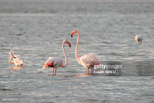 close-up of wild flamingos in the lake - gard photos et images de collection