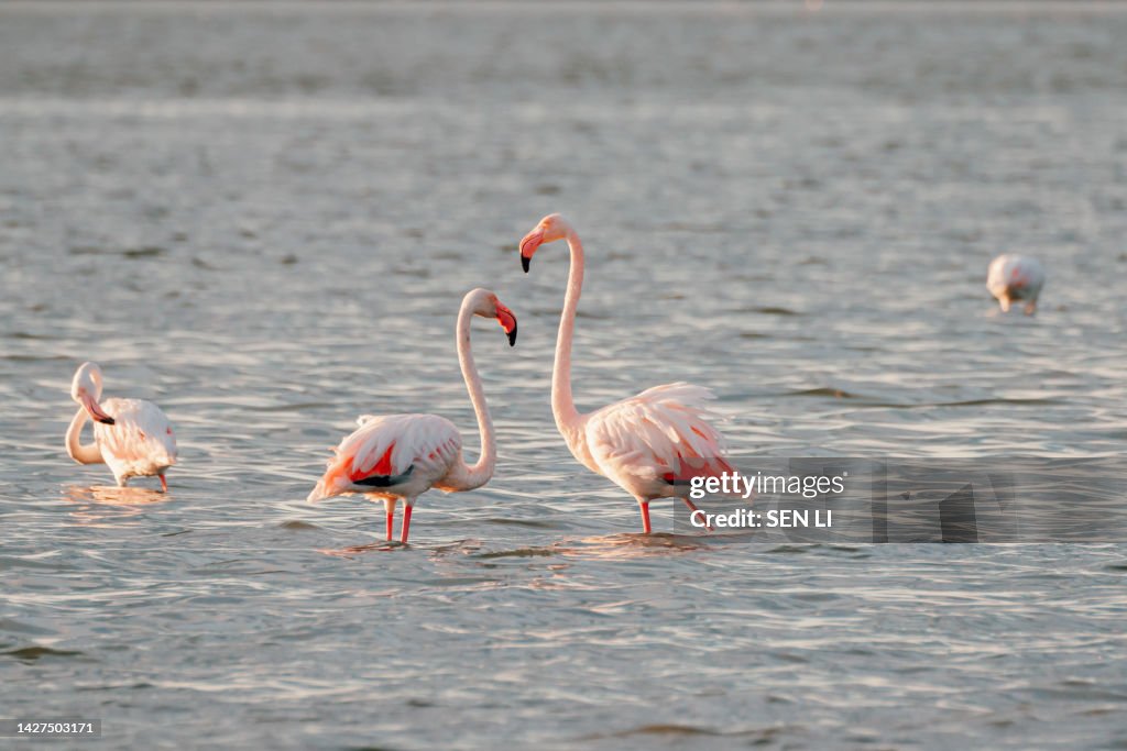 Close-up of wild flamingos in the lake