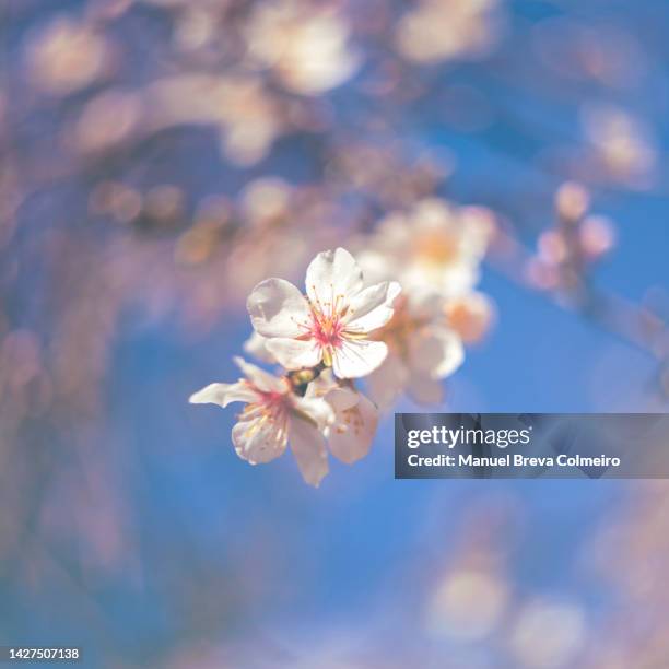 almond tree flowers in bloom - almond tree photos et images de collection