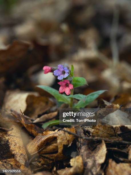 blue and pink spring flower against fallen leaves - pulmonaria officinalis stock pictures, royalty-free photos & images