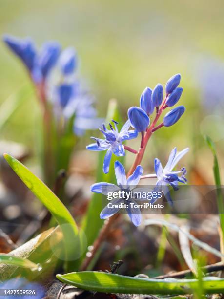Muted Blue Flowers Photos and Premium High Res Pictures - Getty Images