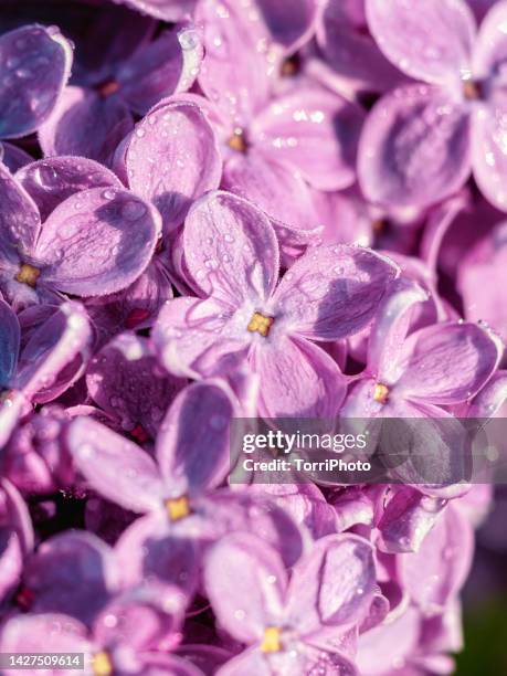 close-up lilac flowers with waterdrops - purple petal stock pictures, royalty-free photos & images