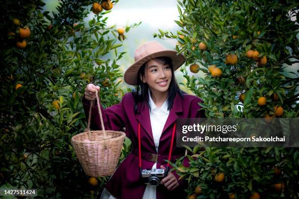 crop the orange - orange farm bildbanksfoton och bilder