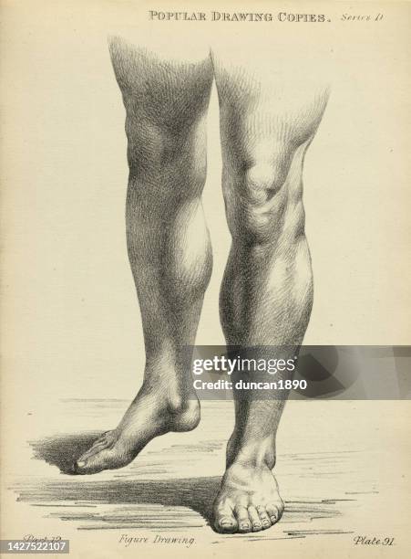 ilustraciones, imágenes clip art, dibujos animados e iconos de stock de dibujar, dibujar las piernas humanas, los pies, el hombre joven, el estudio de la vida, el dibujo de la figura de arte victoriano copias del siglo 19 - pie humano