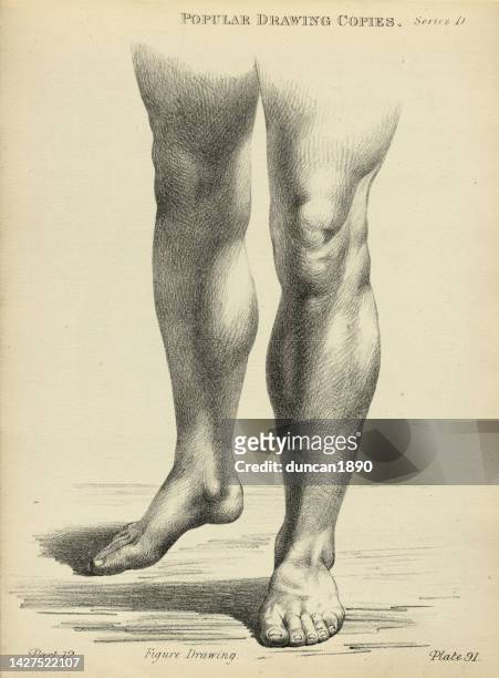 ilustrações, clipart, desenhos animados e ícones de desenhando, desenhando as pernas humanas, pés, jovem, estudo da vida, desenho de figuras de arte vitorianas desenhando cópias do século 19 - pé humano