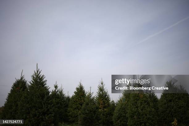 christmas trees growing in a field - christmas tree farm stock pictures, royalty-free photos & images