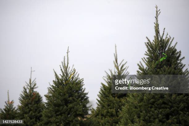 christmas trees growing in a field - treetop imagens e fotografias de stock