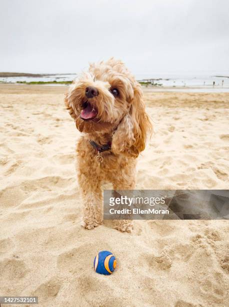 happy dog at the beach - cavoodle stockfoto's en -beelden