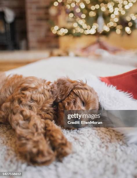 christmas puppy - cavoodle stockfoto's en -beelden