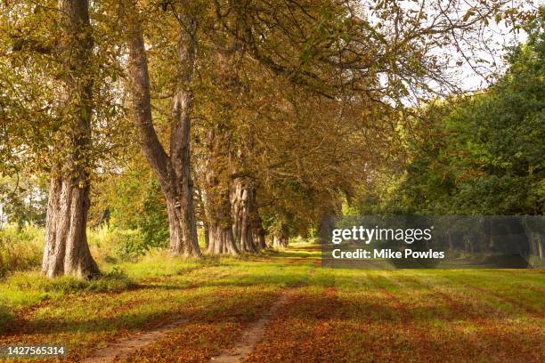 horse chestnut trees. suffolk. u.k. - sudbury stock pictures, royalty-free photos & images