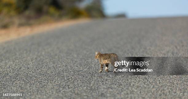 feral cat in australian outback - australian outback animals stock pictures, royalty-free photos & images