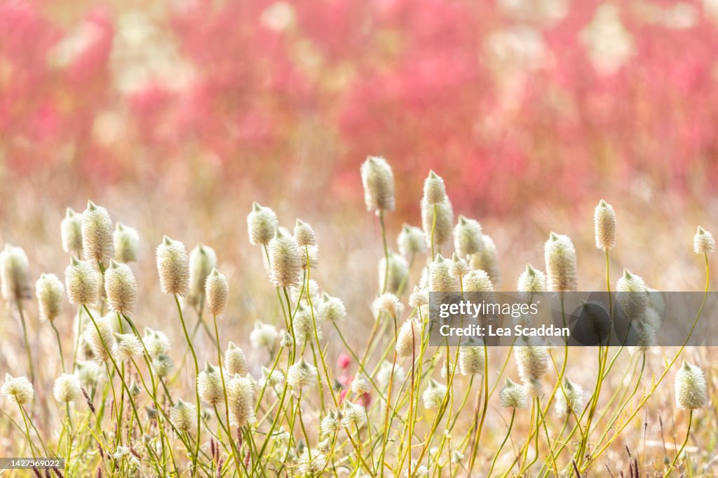 Australian wildflowers in spring