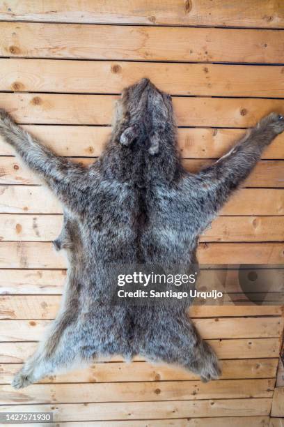 bear skin hanging on a wood wall - dead animal stock pictures, royalty-free photos & images