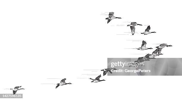flock of canada geese flying in v-formation - ducks in a row concept stock illustrations