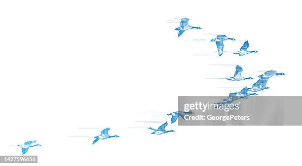 flock of canada geese flying in v-formation - migration stock illustrations