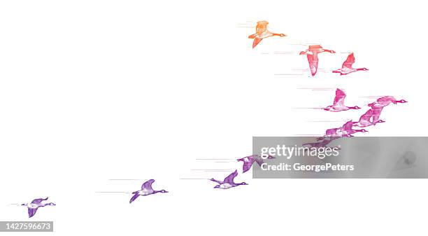 flock of canada geese flying in v-formation - birds flying stock illustrations