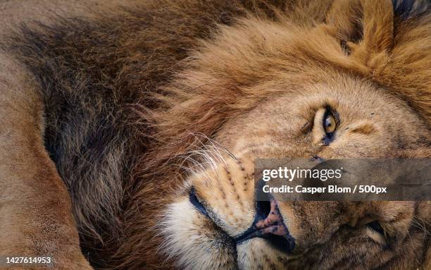 close-up of lion cub,serengeti,tanzania - animal mane stockfoto's en -beelden