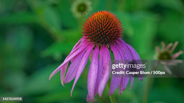 close-up of purple flower,buinen,netherlands - bloemen closeup stock-fotos und bilder