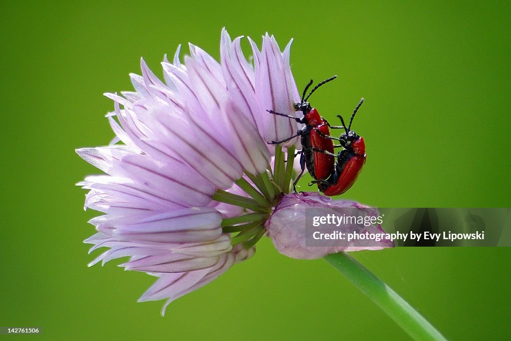 Scarlet lily beetles