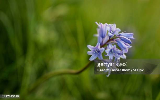 close-up of purple flowering plant,hoofdstraat,pb buinen,netherlands - bloemen closeup bildbanksfoton och bilder