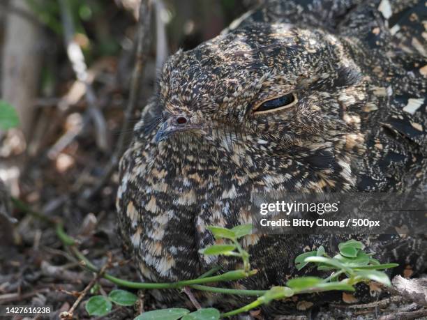 close-up of owl on field,pulau indah,selangor,malaysia - ptarmigan stock pictures, royalty-free photos & images