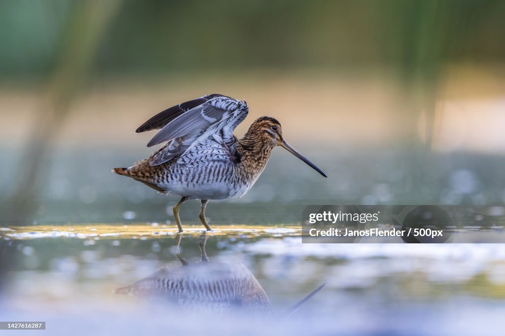 Close-up of snipe perching in lake