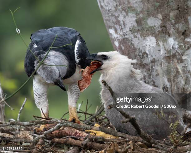 close-up of birds perching on tree,state of mato grosso,brazil - harpy eagle stock-fotos und bilder