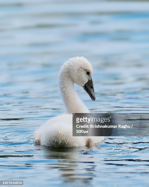 close-up of mute swan swimming in lake - cygnet stock pictures, royalty-free photos & images