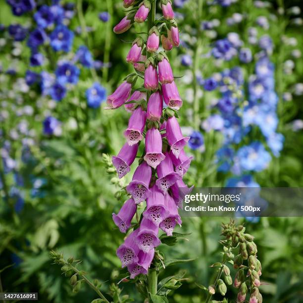 close-up of purple flowering plant - digitalis grandiflora stock pictures, royalty-free photos & images