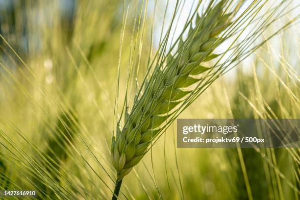 close-up of wheat growing on field,minden,germany - natural ingredients stock pictures, royalty-free photos & images