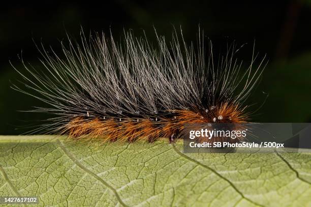 Hairy Insect 1,177 Hairy Caterpillar Stock Photos, High-Res Pictures, and Images ...