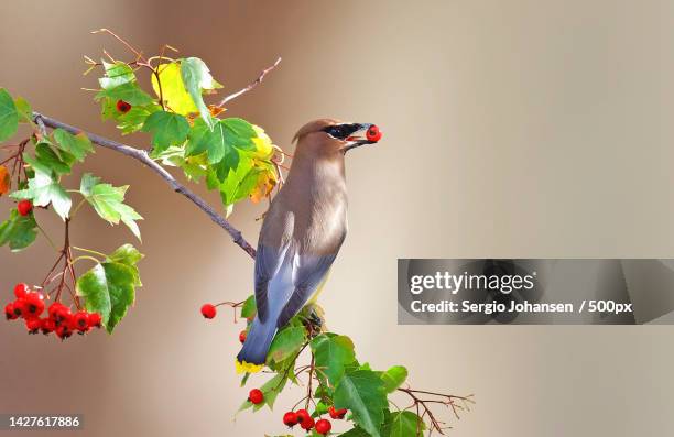 close-up of cedar waxwing perching on tree - cedar waxwing stockfoto's en -beelden