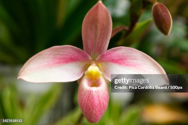 close-up of pink flowering plant,cuenca,ecuador - cuenca ecuador stock-fotos und bilder
