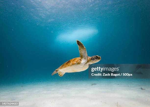 low angle view of green sea turtle swimming in sea,bridgetown,saint michael,barbados - bridgetown barbados stock pictures, royalty-free photos & images