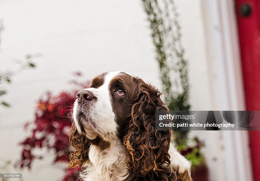 English springer spaniel sitting in front of door
