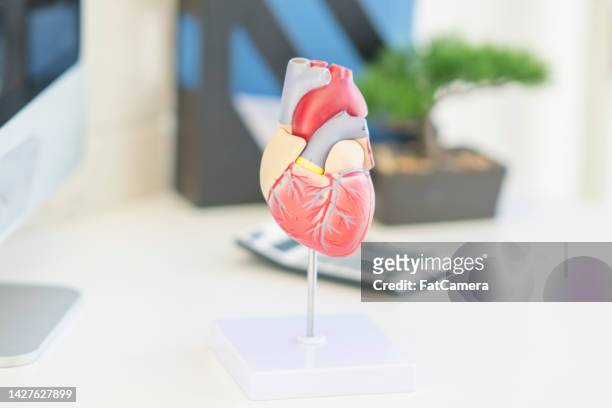 model of the human heart - heart ventricle bildbanksfoton och bilder