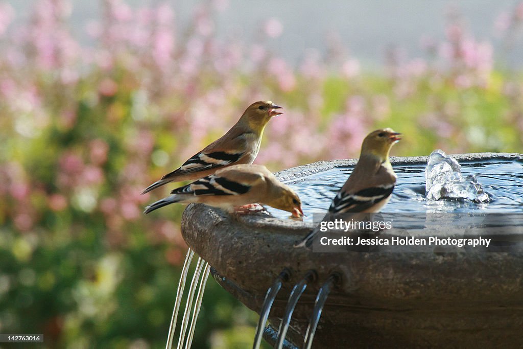 Fringilla coelebs drinking water from fountain