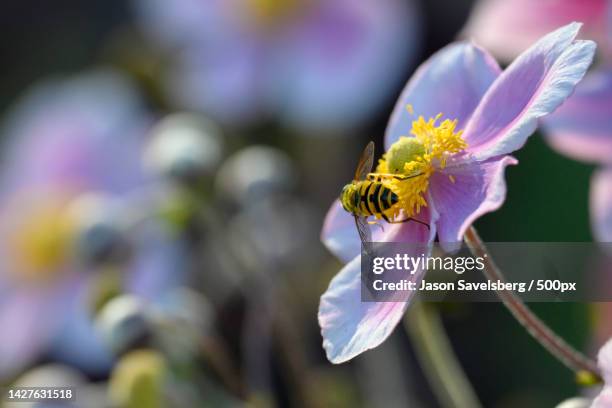 close-up of insect on purple flower,canada - savelsberg stock pictures, royalty-free photos & images