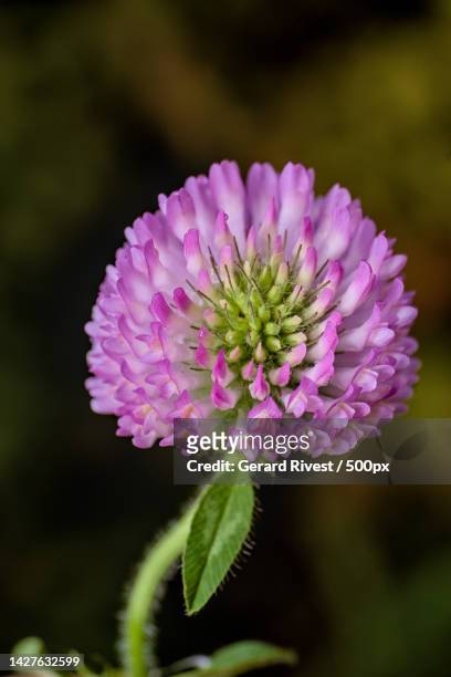 close-up of pink flower - pin cushion stock pictures, royalty-free photos & images