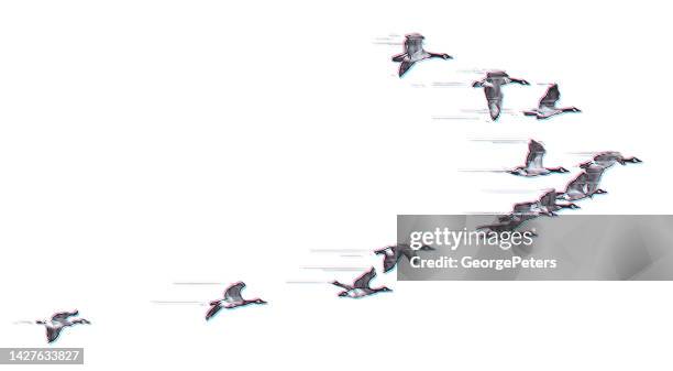 schwarm kanadagänse fliegen in v-formation mit glitch-technik - kanadagans stock-grafiken, -clipart, -cartoons und -symbole