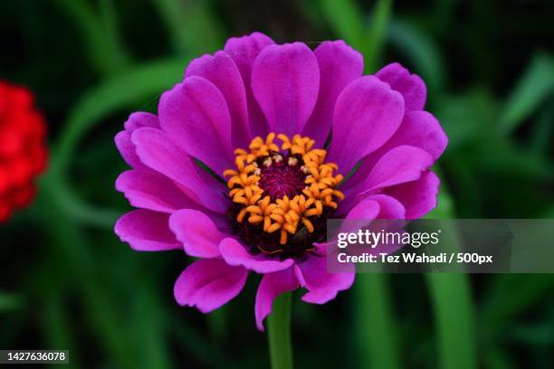 close-up of pink flower,west java,indonesia - zinnia stock pictures, royalty-free photos & images