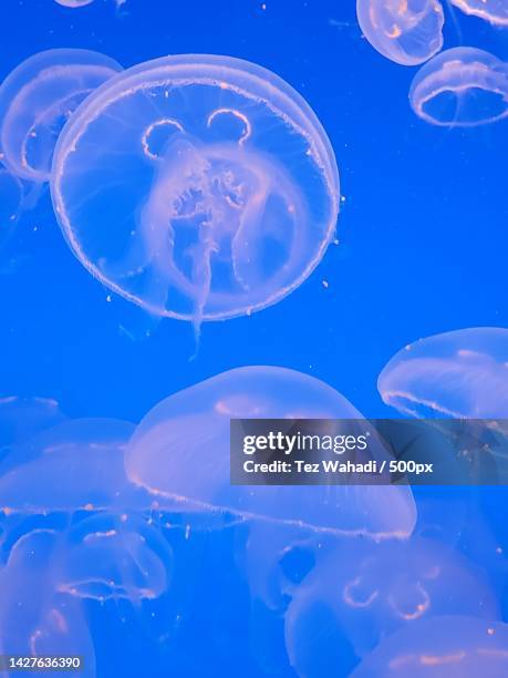 close-up of jellyfish swimming in sea - tentacle pattern stock pictures, royalty-free photos & images