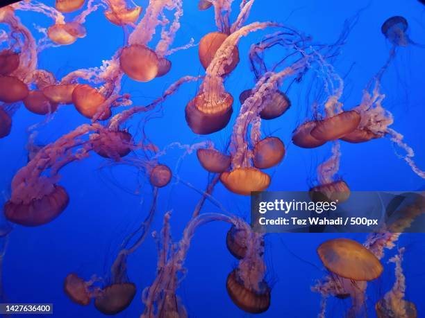 close-up of jellyfish swimming in sea - chrysaora - fotografias e filmes do acervo