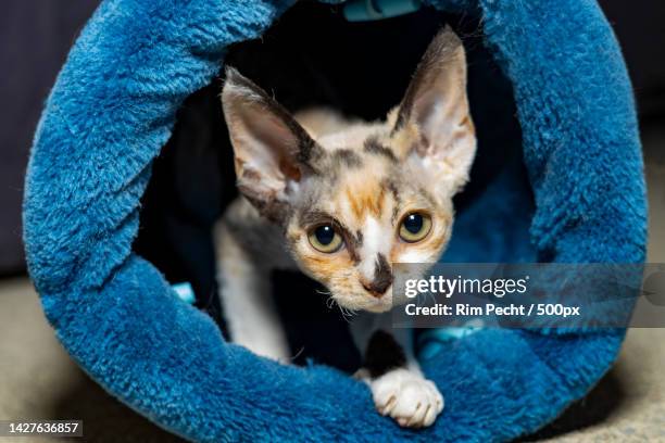 close-up portrait of cat,netherlands - sans poils photos et images de collection