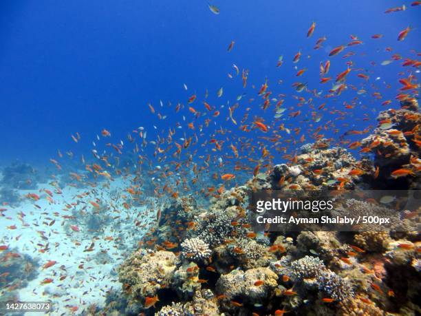 low angle view of coral in sea,south sinai governorate,egypt - tourism in south sinai stock pictures, royalty-free photos & images