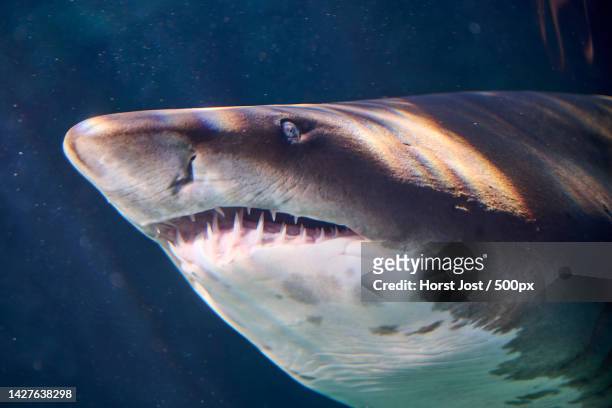 close-up of dolphin swimming in sea,south africa - sand tiger shark stock pictures, royalty-free photos & images