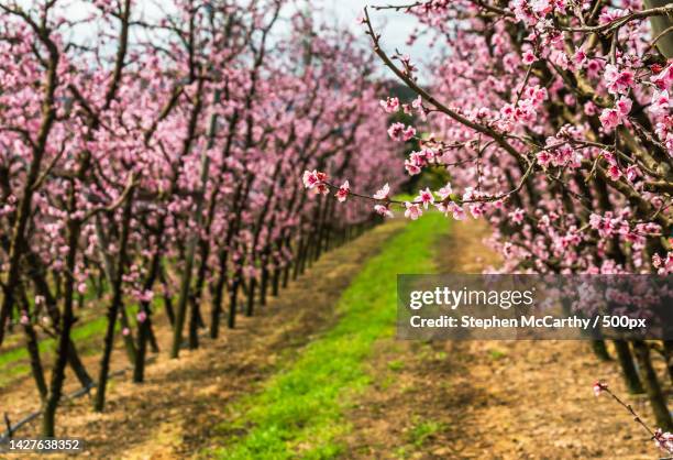 view of cherry blossom tree,perth,western australia,australia - western australia crop stockfoto's en -beelden