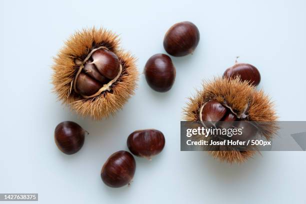 high angle view of chestnuts on white background,graz,austria - chataignes photos et images de collection