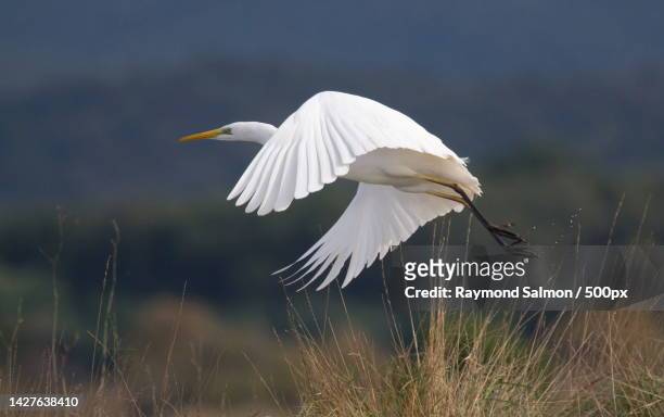 close-up of great egret flying over field,france - egret stock-fotos und bilder